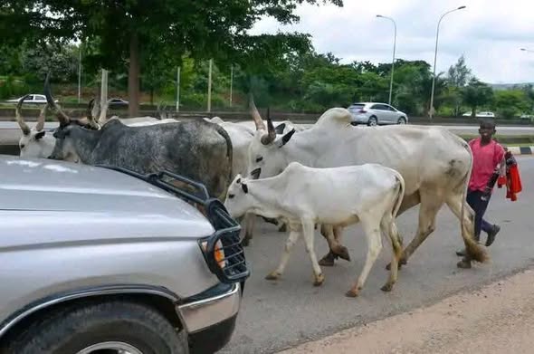The Federal Government of Nigeria has officially abolished open grazing of cattle across the country with immediate effect.